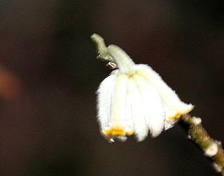 Le réveil de l'Edgeworthia e edgeworthia veneux 30 janv 2014 p 003.jpg