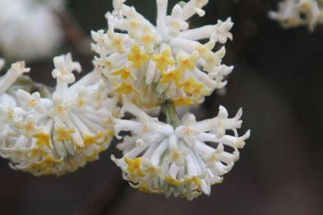 Le réveil de l'Edgeworthia 2 edgeworthia veneux 8 mars 2013 007.jpg