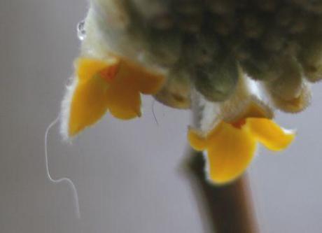 Le réveil de l'Edgeworthia edgeworthia fl veneux 30 janv 2014 019.jpg