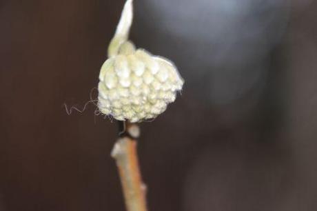 Le réveil de l'Edgeworthia 5 edgeworthia veneux 26 déc 2013 009.jpg