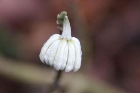 Le réveil de l'Edgeworthia d edgeworthia veneux 30 janv 2014 035.jpg