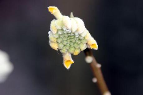 Le réveil de l'Edgeworthia c veneux 30 janv 2014 004.jpg