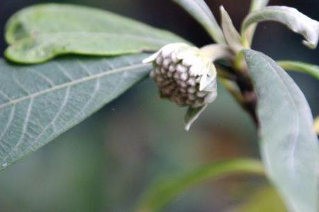 Le réveil de l'Edgeworthia 3 edgeworthia veneux 28 nov 2013 002 (2).jpg
