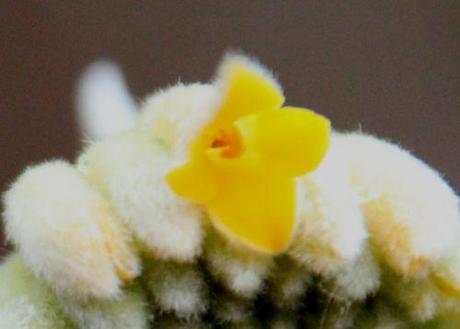 Le réveil de l'Edgeworthia edgeworthia fl veneux 30 janv 2014 034.jpg