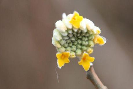 Le réveil de l'Edgeworthia a edgeworthia veneux 30 janv 2014 033.jpg