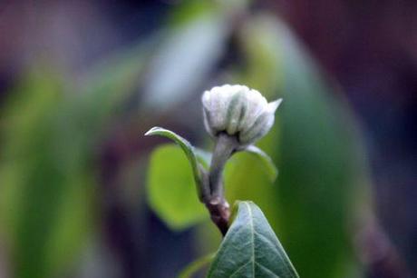Le réveil de l'Edgeworthia 4 edgeworthia veneux 28 nov 2013 002 (1).jpg
