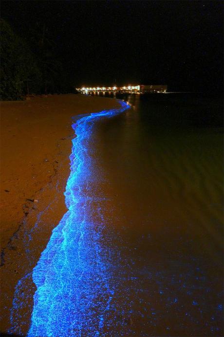 phytoplancton bioluminescent 3