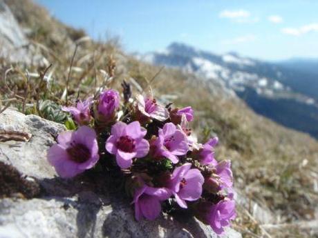 randonnee-liberte-en-vercors-flore-alpine-saxifrage-feuilles-opposees-279.jpg