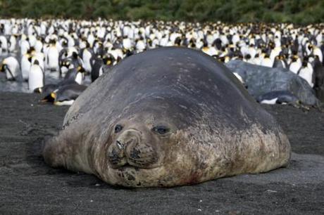 Un oeuf de la taille des montagnes – 04/02/14 elephantsdemer02