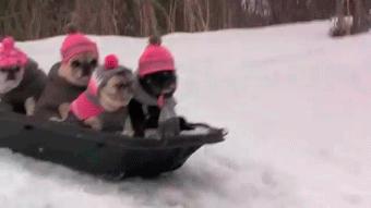 puppies sled