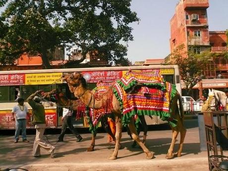 Jaipur, l'anniversaire du dieu Soleil