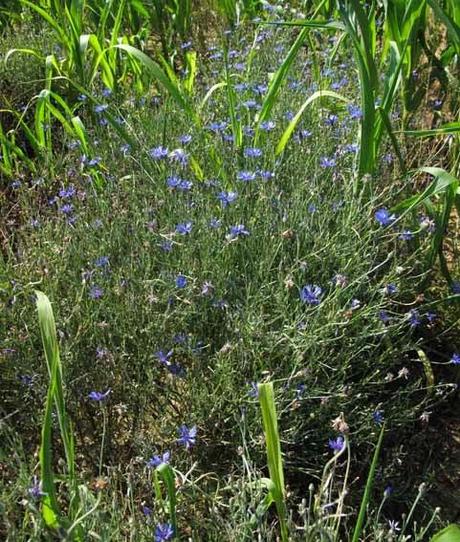 Centaurea cyanus (Cyanus segetum), Centaurée bleuet, Bleuet