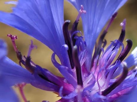 Centaurea cyanus (Cyanus segetum), Centaurée bleuet, Bleuet