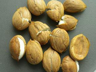 Il ne faut pas jeter les noyaux d'abricots : Photo de l'étape 2 Il ne faut pas jeter les noyaux d'abricots : Photo de l'étape 2