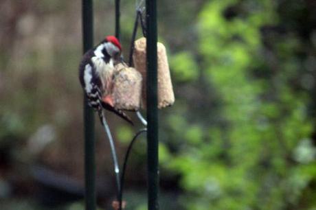 Le pic mar, un fidèle client pic mar veneux 10 fev 2014 004.jpg