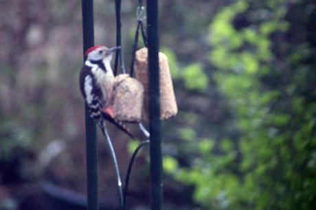 Le pic mar, un fidèle client pic mar veneux 10 fev 2014 003.jpg