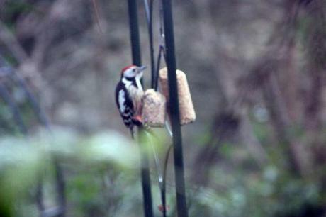 Le pic mar, un fidèle client pic mar veneux 10 fev 2014 002.jpg