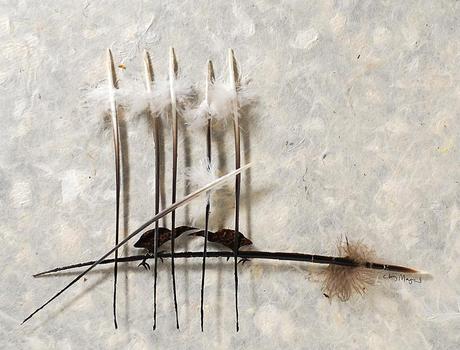Chris Maynard’s feather art chris-maynard-8