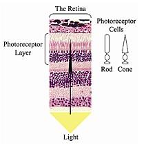 VISION: La restaurer par greffe de cellules de la rétine – Stem Cell Translational Medicine VISION: La restaurer par greffe de cellules de la rétine – Stem Cell Translational Medicine