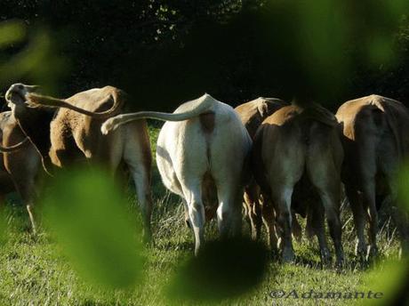 UNE GUEULE D'AMOUR troupeau1cs copie