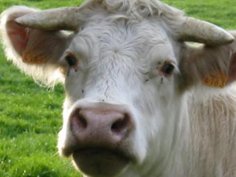 UNE GUEULE D'AMOUR VACHE-PORTRAIT-ADA_283.JPG