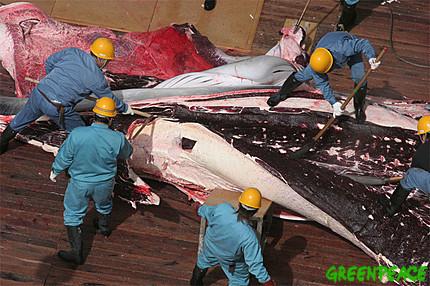 Pêche à la baleine du Japon: Greenpeace dénonce un trafic de chair de cétacé