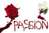 Bleeding roses for Passion Royalty Free Stock Photo