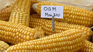 Le Sénat réaffirme son opposition à la mise en culture en France des maïs OGM