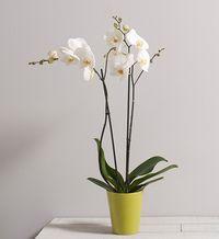 Interflora-Aphrodite Interflora-Aphrodite