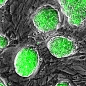CELLULES SOUCHES: A-t-on trouvé la clé de la totipotence? – Cell Stem Cell