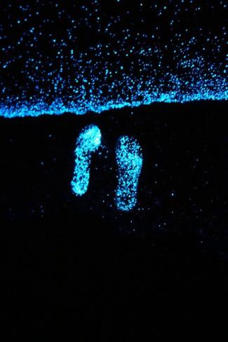 bioluminescent phytoplankton 7
