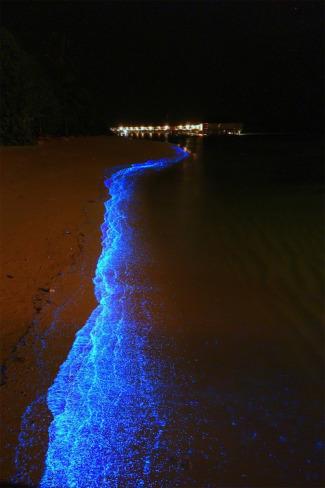 bioluminescent phytoplankton 3