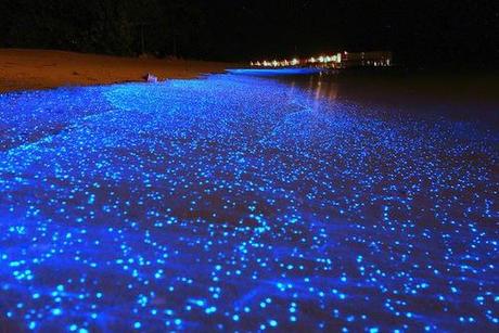 bioluminescent phytoplankton 2