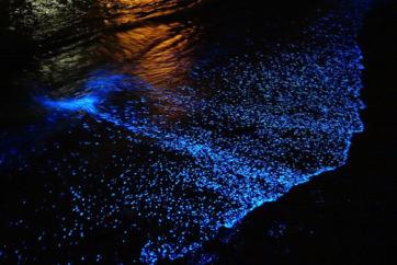 bioluminescent phytoplankton 4
