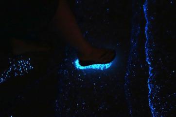 bioluminescent phytoplankton 6
