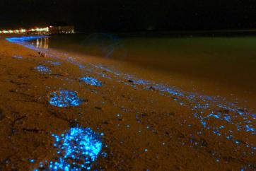 bioluminescent phytoplankton 1