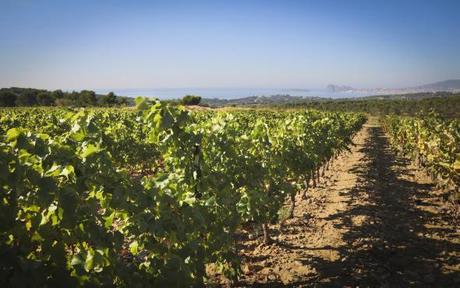 VIN : DECOUVRIR LE BANDOL ROUGE Rangs de vignes et vue mer