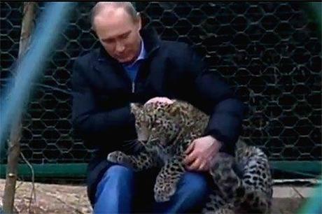 Dernière minute (14/02/2014) Encore un voyou qui se filme en train de lancer un chat ! Mais quelle époque vivons-nous ?