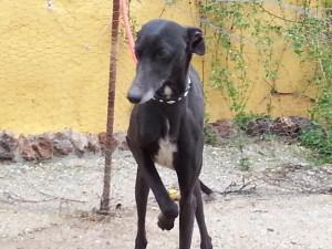 sos chiens galgos lance un sos pour adoptez les lévriers de Baeza Aghata.jpg-1.jpg