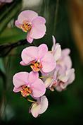 PHOTO Mille & une Orchidées 2 ® F-G Grandin MNHN