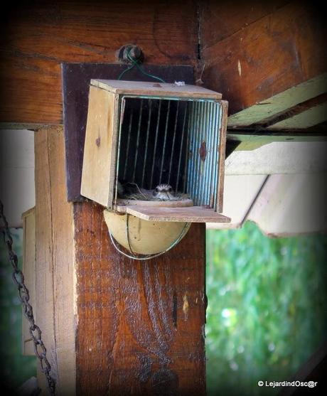 Rétro du jardin Août 2013... Rétro du jardin Août 2013...