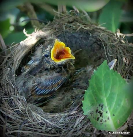 Rétro du jardin Août 2013... Rétro du jardin Août 2013...
