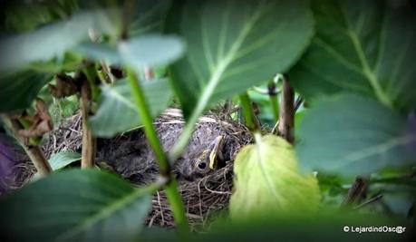 Rétro du jardin Août 2013... Rétro du jardin Août 2013...