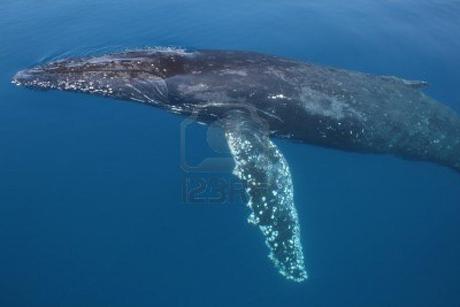 And the winner is… 8399368-humpback-whale-migrating-australia