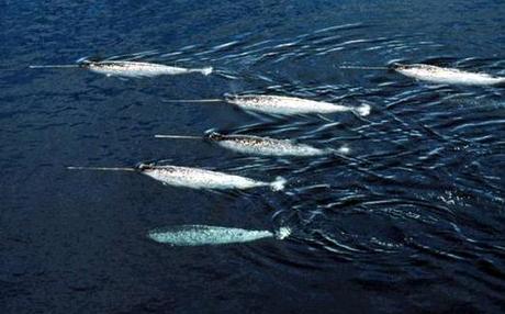 And the winner is… narwhals