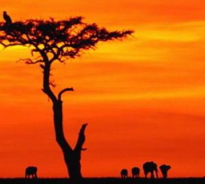 Comment arriver à une Afrique réellement libre et indépendante ? Afrique