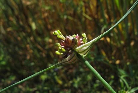 Allium oleraceum (Ail des champs)