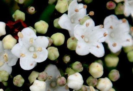 Allium ursinum, est-ce le printemps ? viburnum tinus rec paris 31 déc 2011 047.jpg