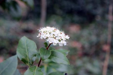 Allium ursinum, est-ce le printemps ? viburnum tinus 1 veneux 11 fev 2014 003 (1).jpg