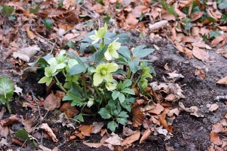 Allium ursinum, est-ce le printemps ? helleborus niger veneux 11 fev 2014 001.jpg